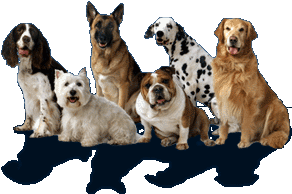 BUCHANANFPC PHOTO (SERVICE DOG GROUP)