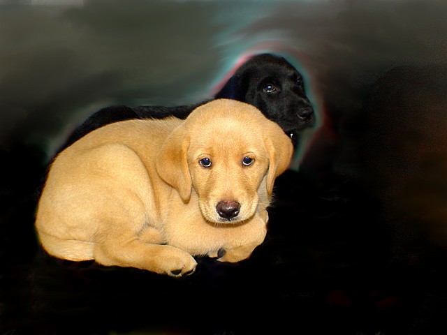 BUCHANANFPC PHOTO (YELLOW & BLACK LABRADOR)