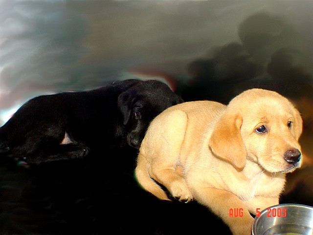 BUCHANANFPC PHOTO (BABY YELLOW LABRADOR WITH WATER BOWL)