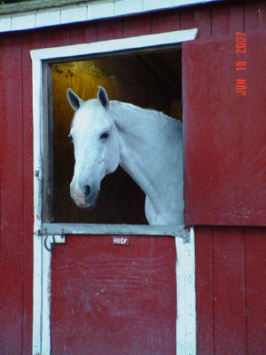 BUCHANANFPC PHOTO (HUEY, HORSE, FROM THE VAN CORTLANDT STABLES -- BRONX, NEW YORK)