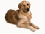 BUCHANANFPC PHOTO (SINBAD I, GOLDEN RETREIVER)