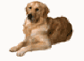 BUCHANANFPC PHOTO (SINBAD II, GOLDEN RETRIEVER)