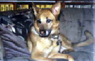 BUCHANANFPC PHOTO (LADY AMBER, GERMAN SHEPHARD -- Born: November 22, 1986 -- Died: January 18, 1997)