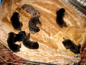 BUCHANANFPC PHOTO (ROXIE'S BABIES AT ONE WEEK OF AGE)