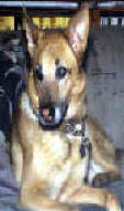 BUCHANANFPC PHOTO (LADY AMBER, GERMAN SHEPHARD -- NOVEMBER 22, 1986 TO JANUARY 18, 1999)