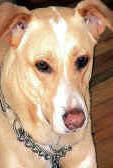 BUCHANANFPC PHOTO (RENEGADE, LABRADOR -- JANUARY 15, 1994 TO OCTOBER 31, 2007)