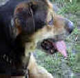 BUCHANANFPC PHOTO (BRUCE, ROTTWEILER -- OCTOBER 10, 1988 TO MAY 21, 2000)
