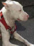 BUCHANANFPC PHOTO (DANNY BOY, AMERICAN PIT BULL TERRIER -- FIRST PIT GRADUATE)